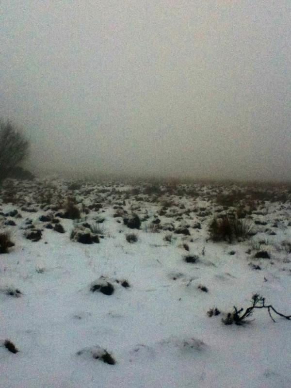 Common or the moon (Laura McPherson)