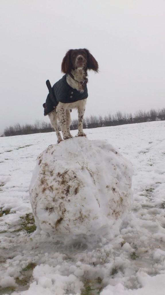 Dog on a giant snowball (Adam Tunstall)