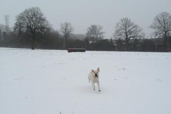 Dog on the Common (Amy Maz)
