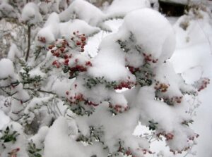 Winter berries in Sue Kingman's garden