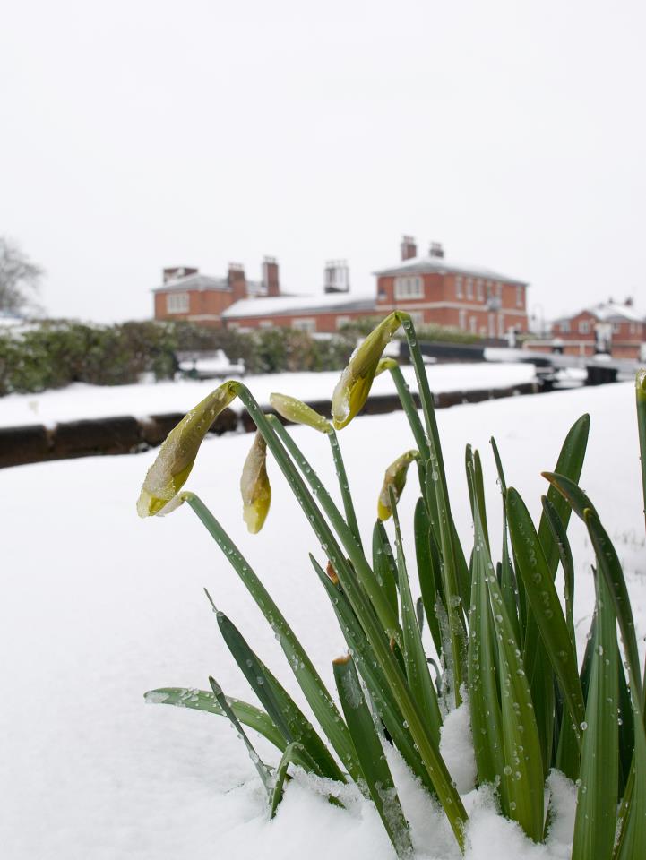 The daffodils don't know what's hit them - Ian Prescott