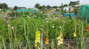 Tilling Drive Allotments