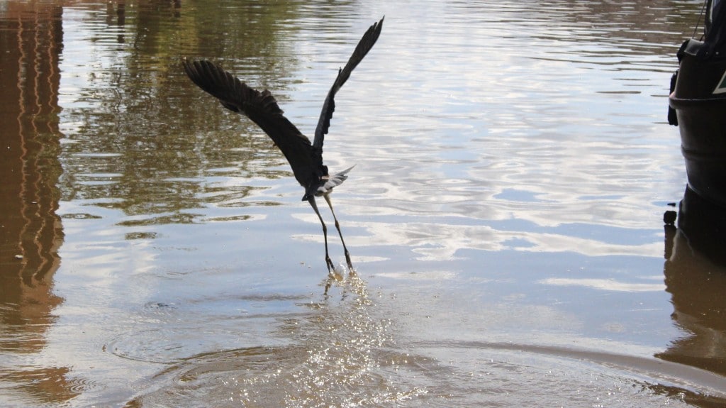 Heron 1 Gary Sharman
