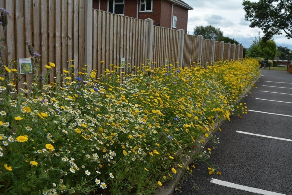 Sponsored panels of wild flowers in Oulton