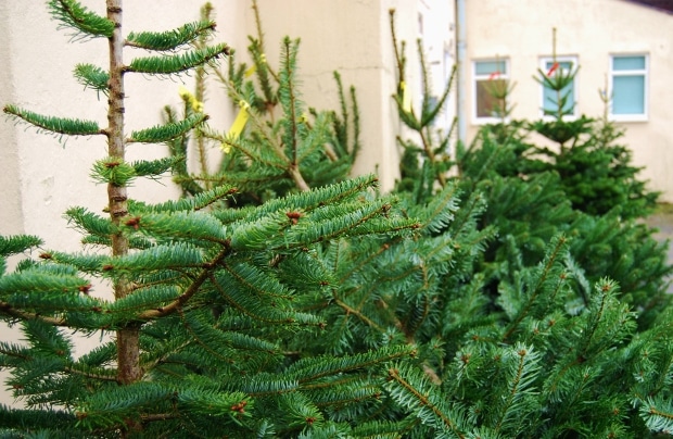 real Christmas trees