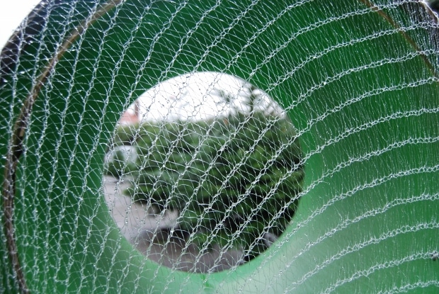 real Christmas trees