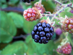 blackberry-bush-1326837