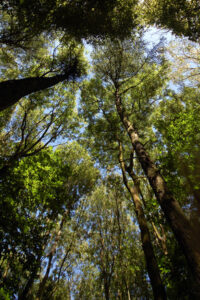 Forest School Training