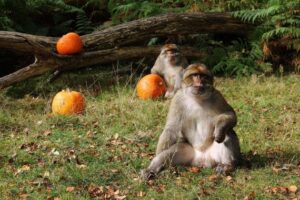 monkey-halloween570