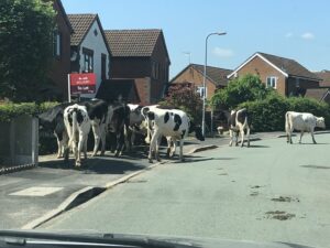 Cows - Kingsland Road