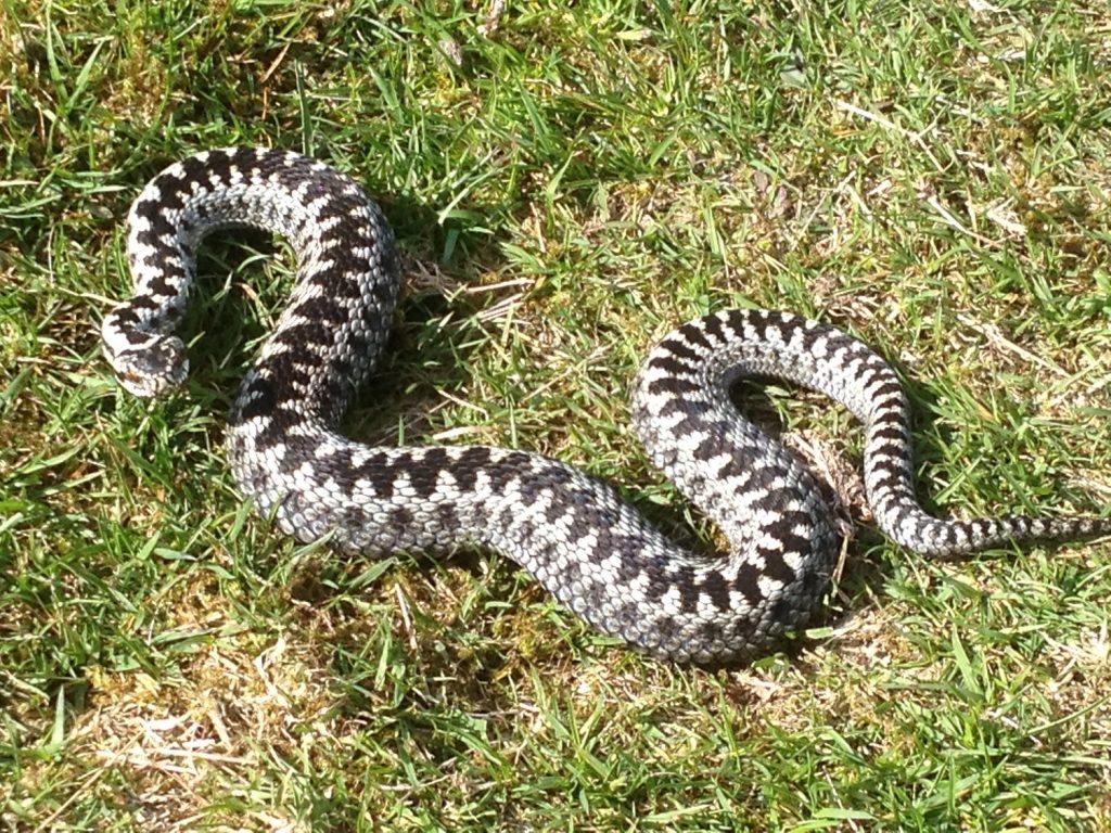 Adder