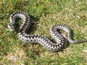 Adder
