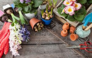 Spring flowers for gardening