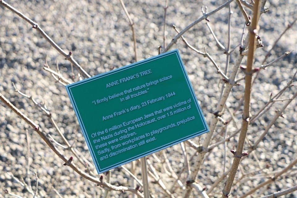 Anne Franks Memorial Tree