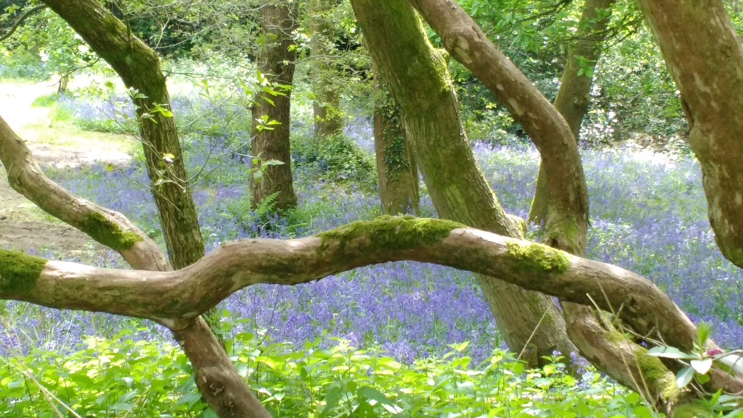 Bluebells - Kibblestone