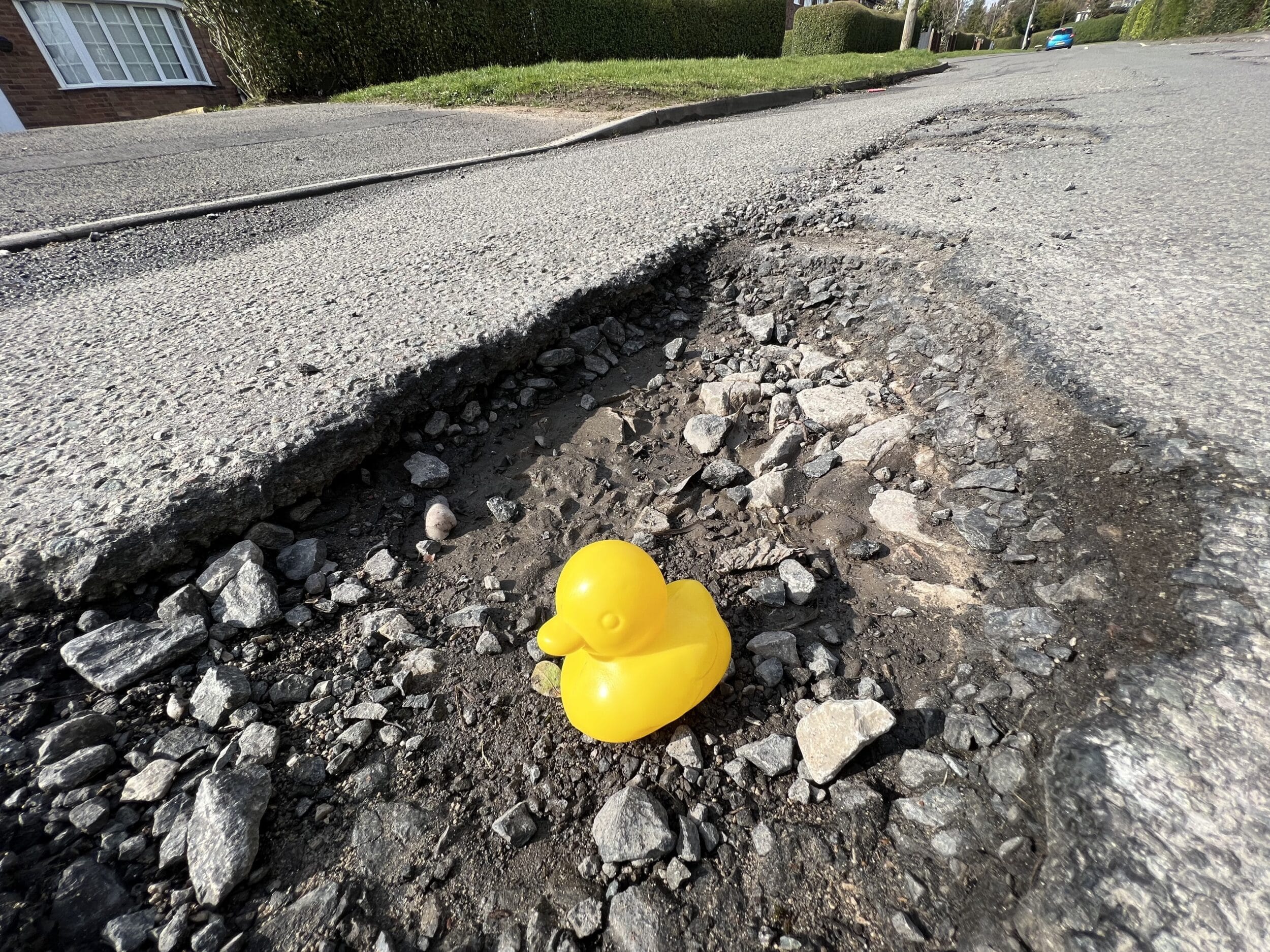 Duck in Pothole