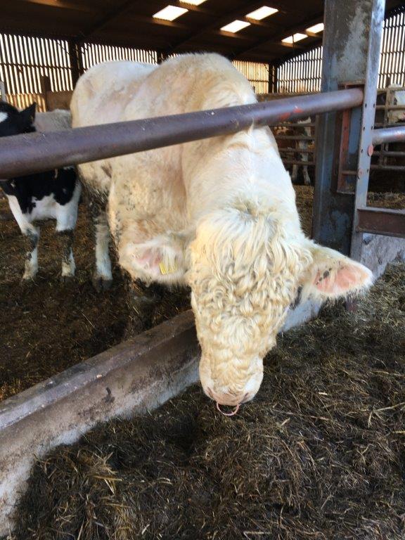 White Bull