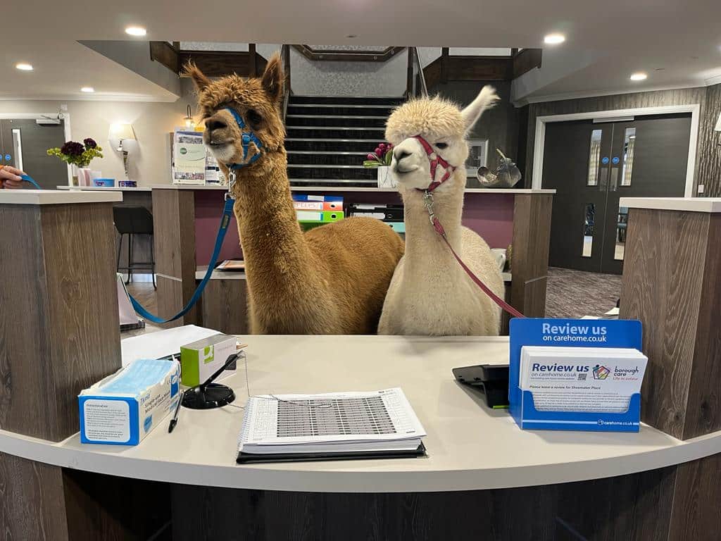 Alpacas Teddy and Carlos