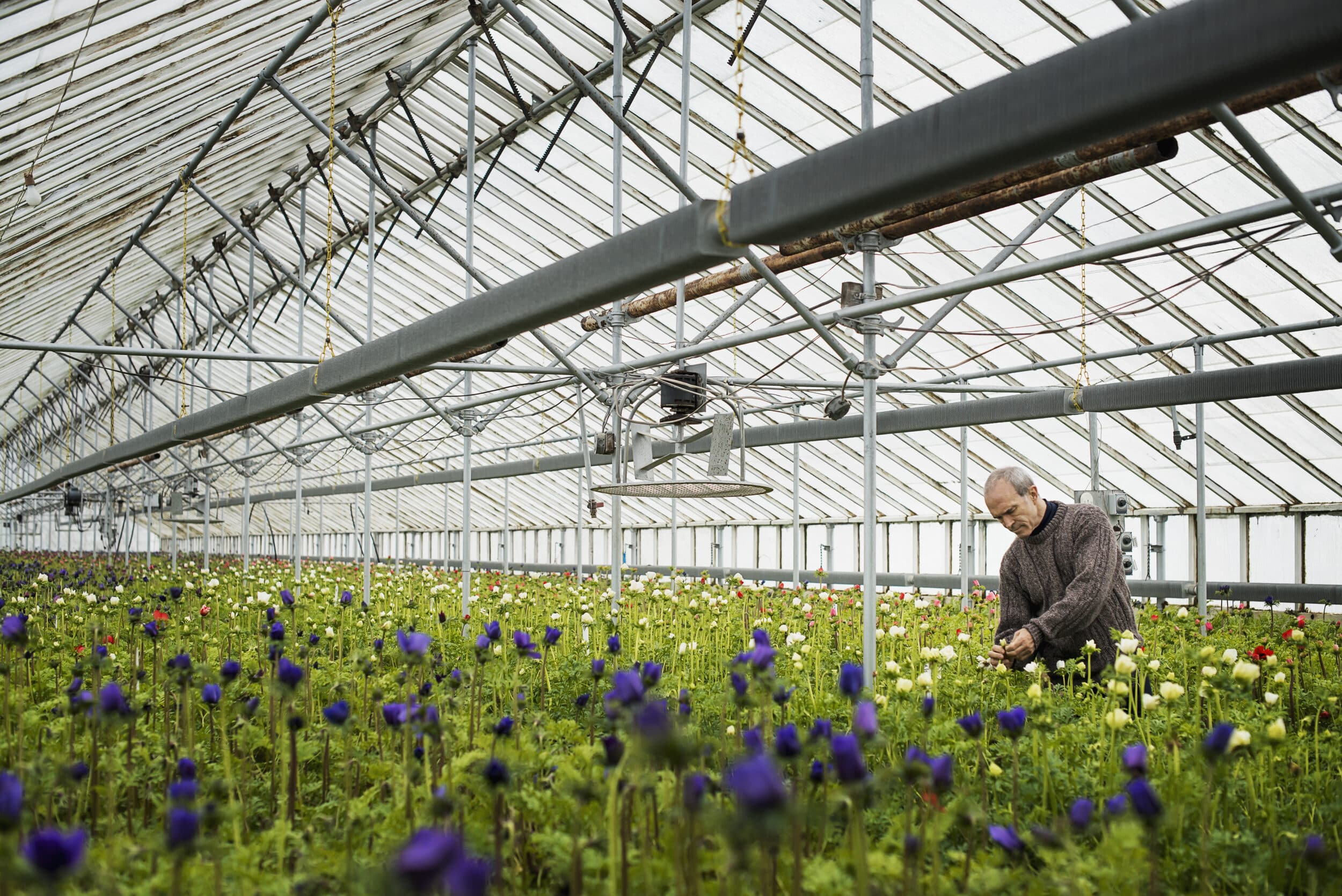 A man working in an organic plant nursery glasshouse in early spring.