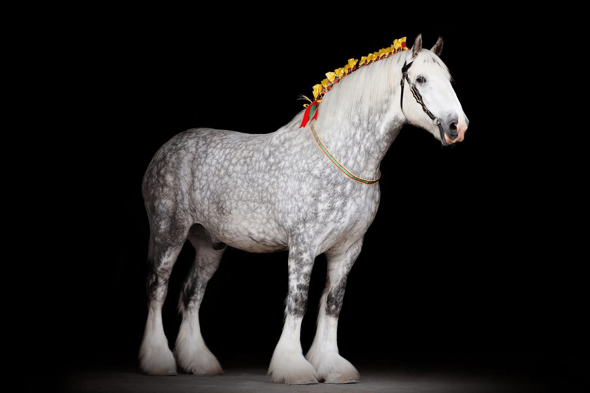 Shire horse Mordearg Pendragon