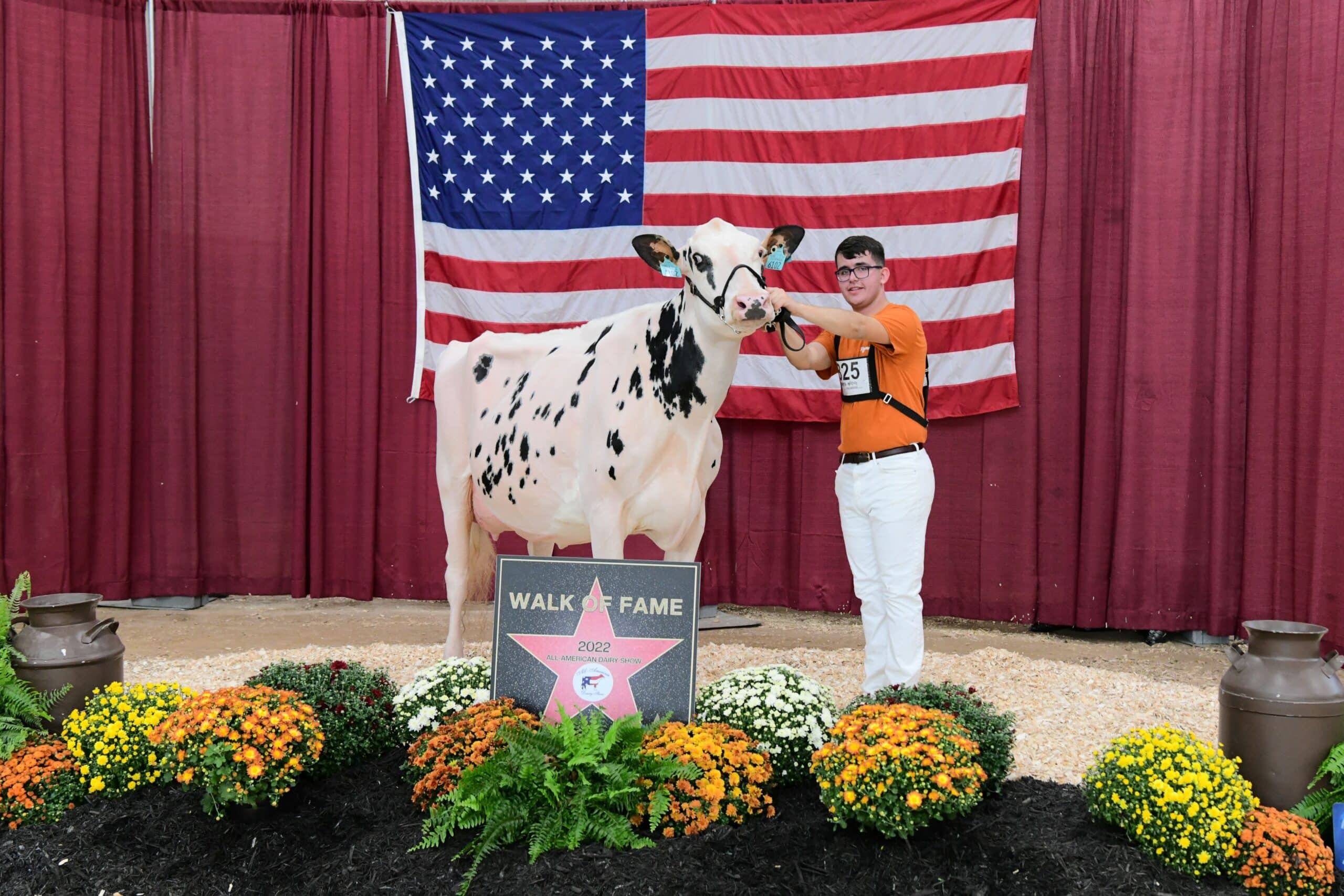 Dan Weaver - Brown Swiss