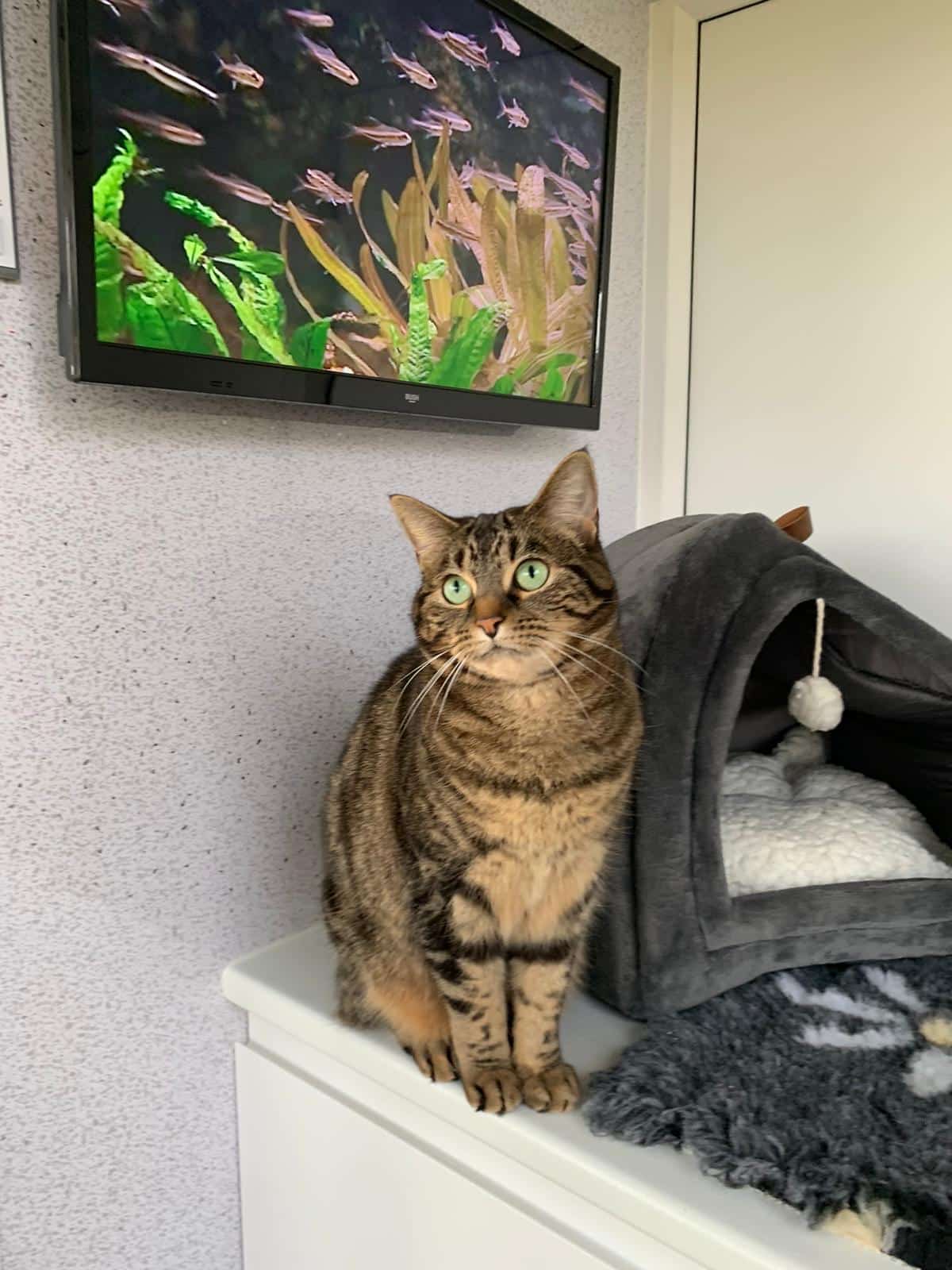 Quintessential Quarters - Cat Boarding