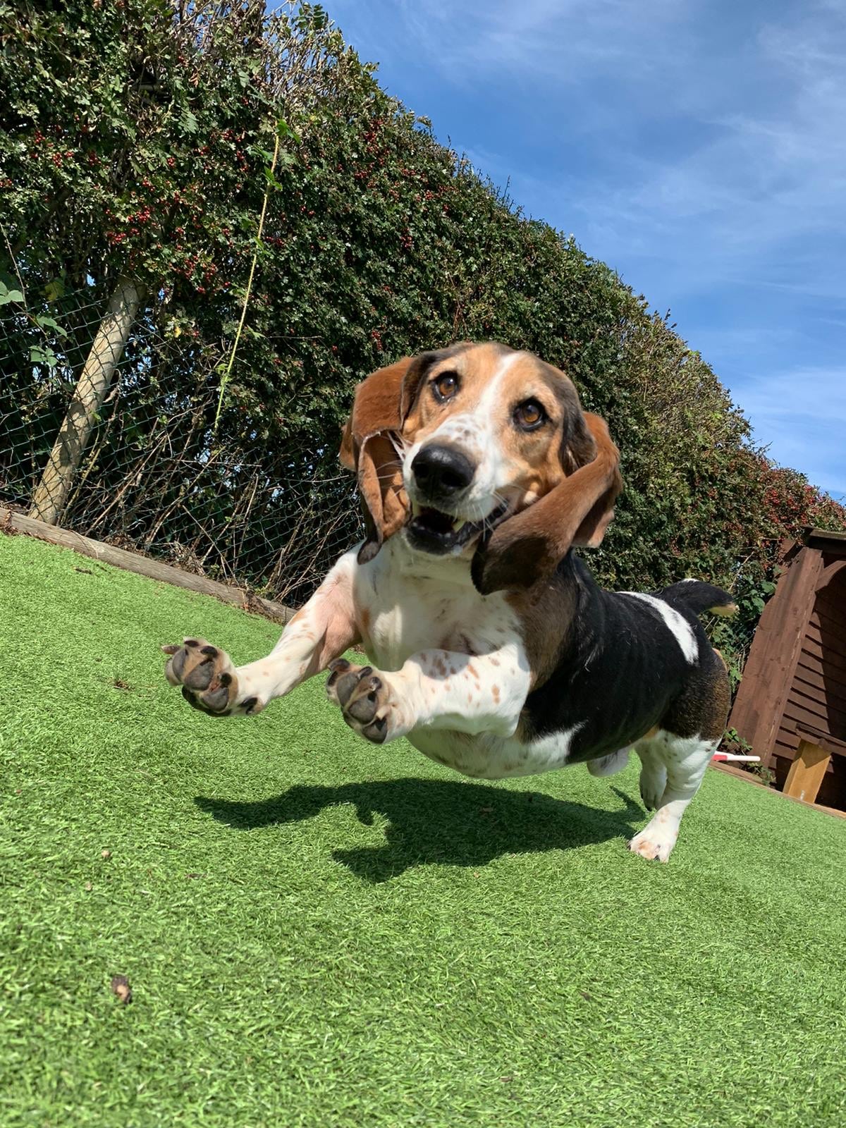 Quintessential Quarters - Dog Boarding