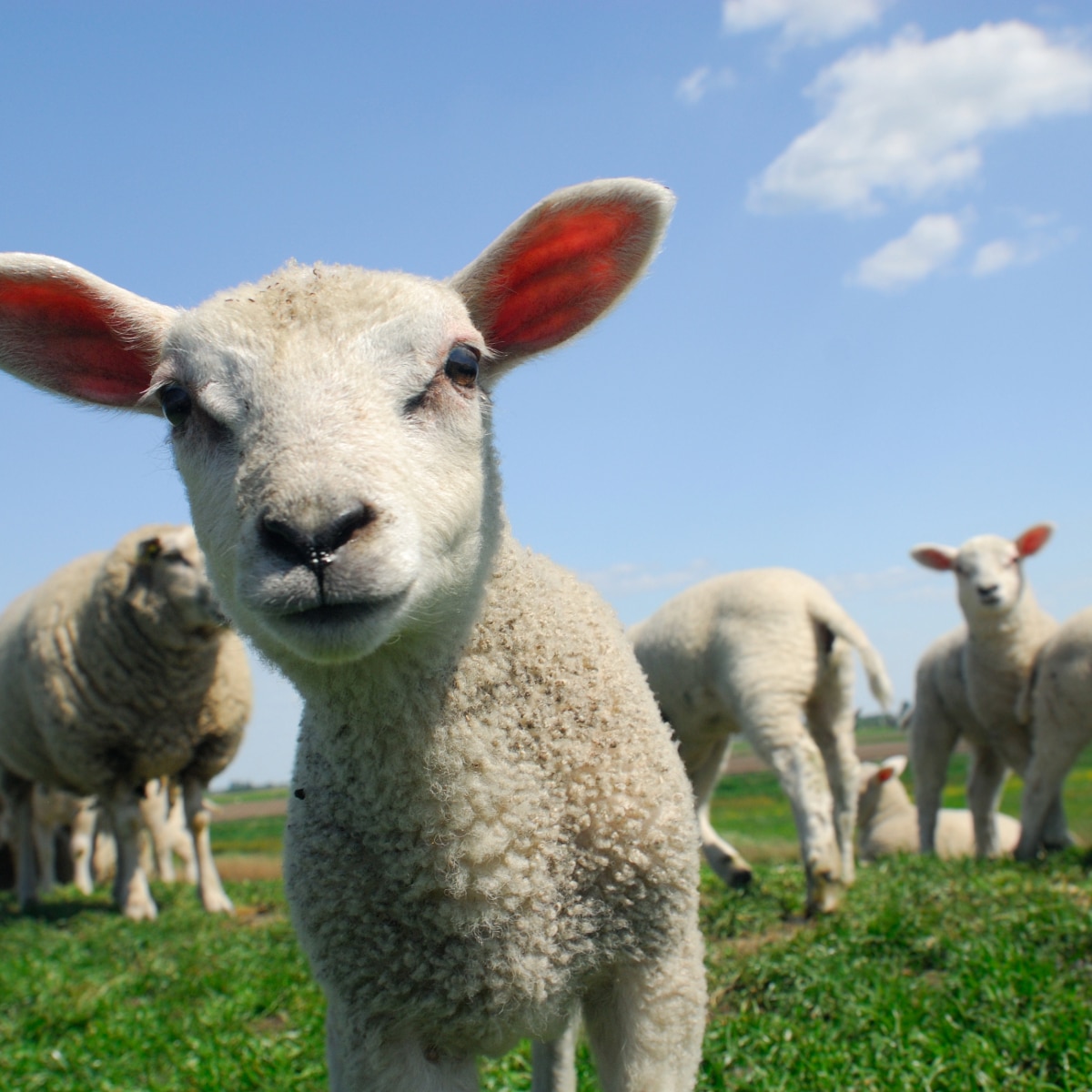 Lambs in a field with a light blue sky and white clouds