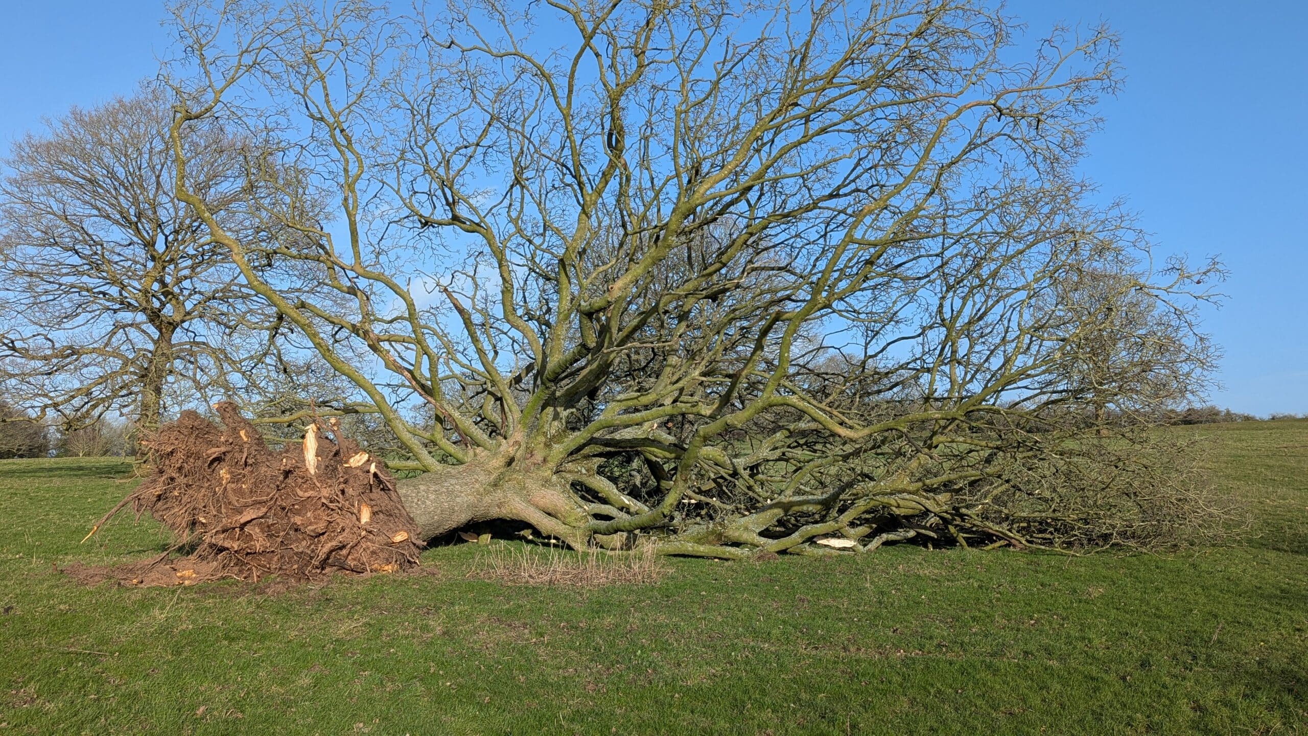 Fallen oak - Stone Common Plot