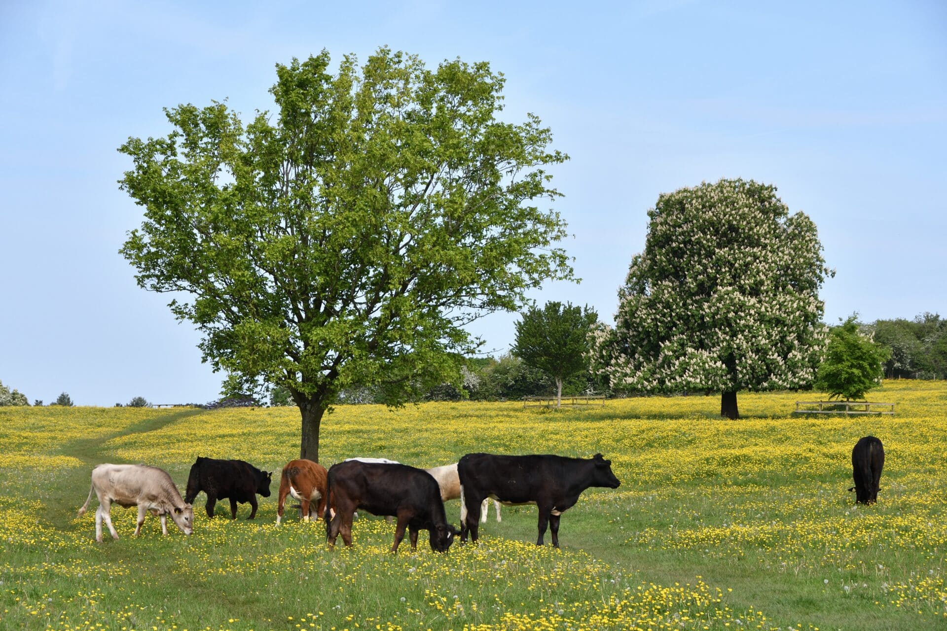 Cows grazing in a buttercup-filled field on Stone Common Plot, with leafy green trees and a clear blue sky in the background.