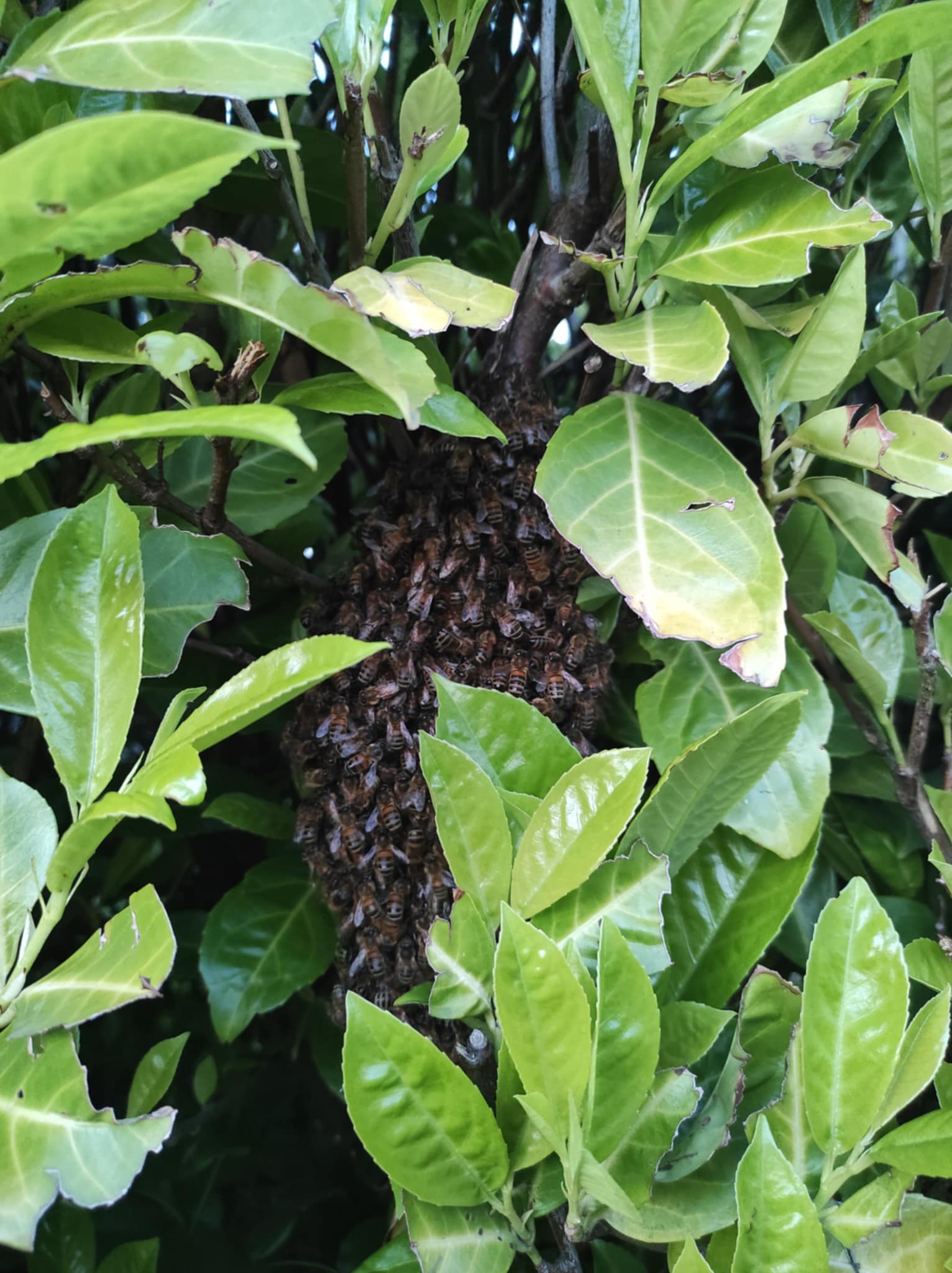 A swarm of honey bees tightly clustered on a branch within a laurel hedge, surrounded by green leaves.