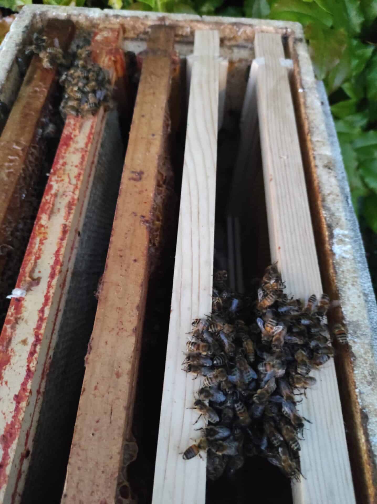 Close-up of honey bees clustered on wooden frames inside a hive box, showing combs and hive structure.