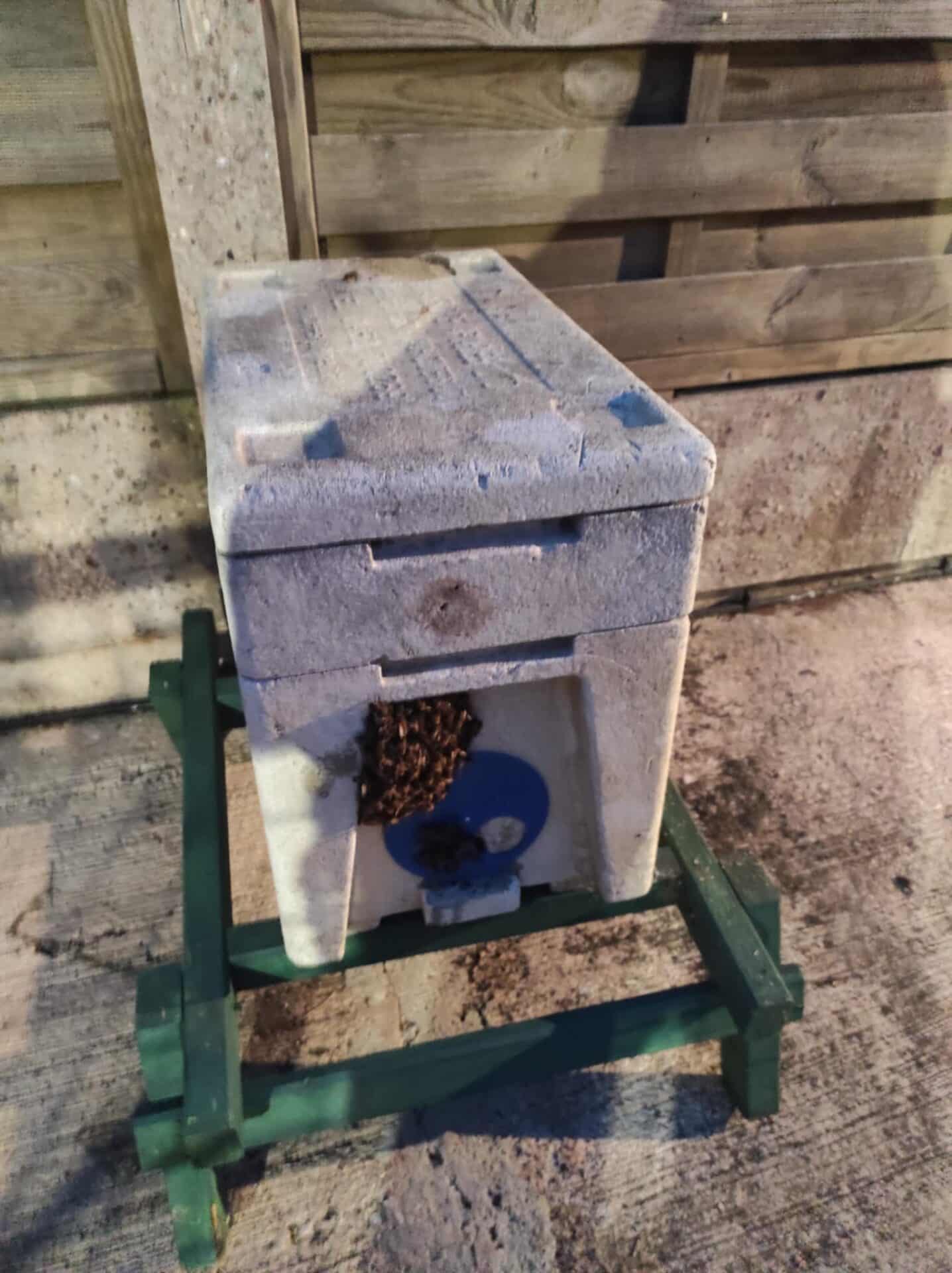 A cluster of honey bees gathered at the entrance of a white polystyrene nucleus hive box, which is raised on a green wooden stand against a garden fence.