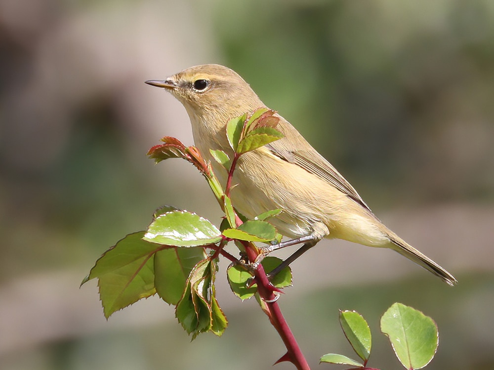 A Common Chiffchaff perched on a rose stem at Crown Meadow, its pale yellow underparts and olive-brown plumage clearly visible against a softly blurred background.