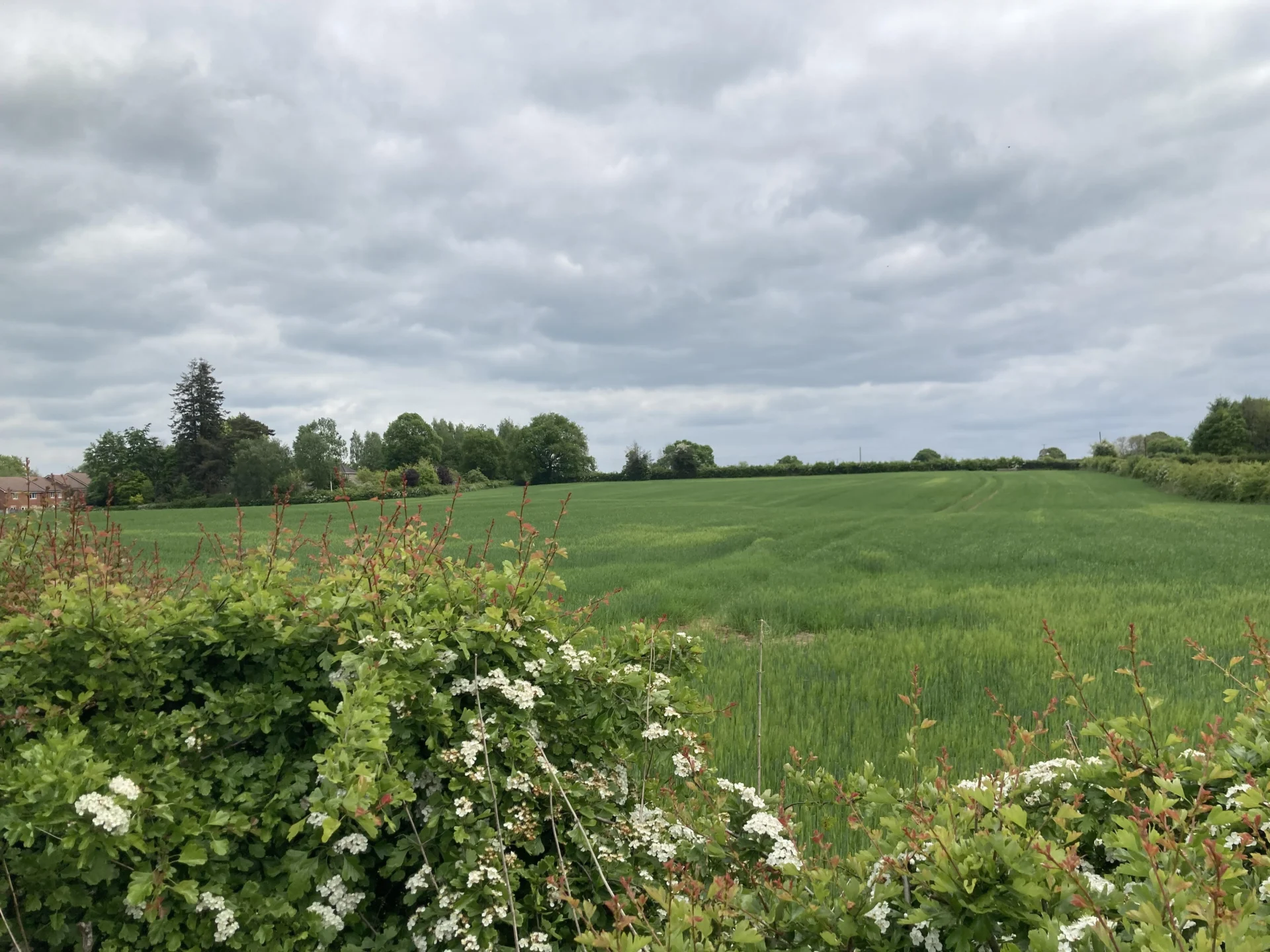 Land-south-of-Eccleshall-Road-Stone-earmarked-for-a-housing-development-by-Richborough