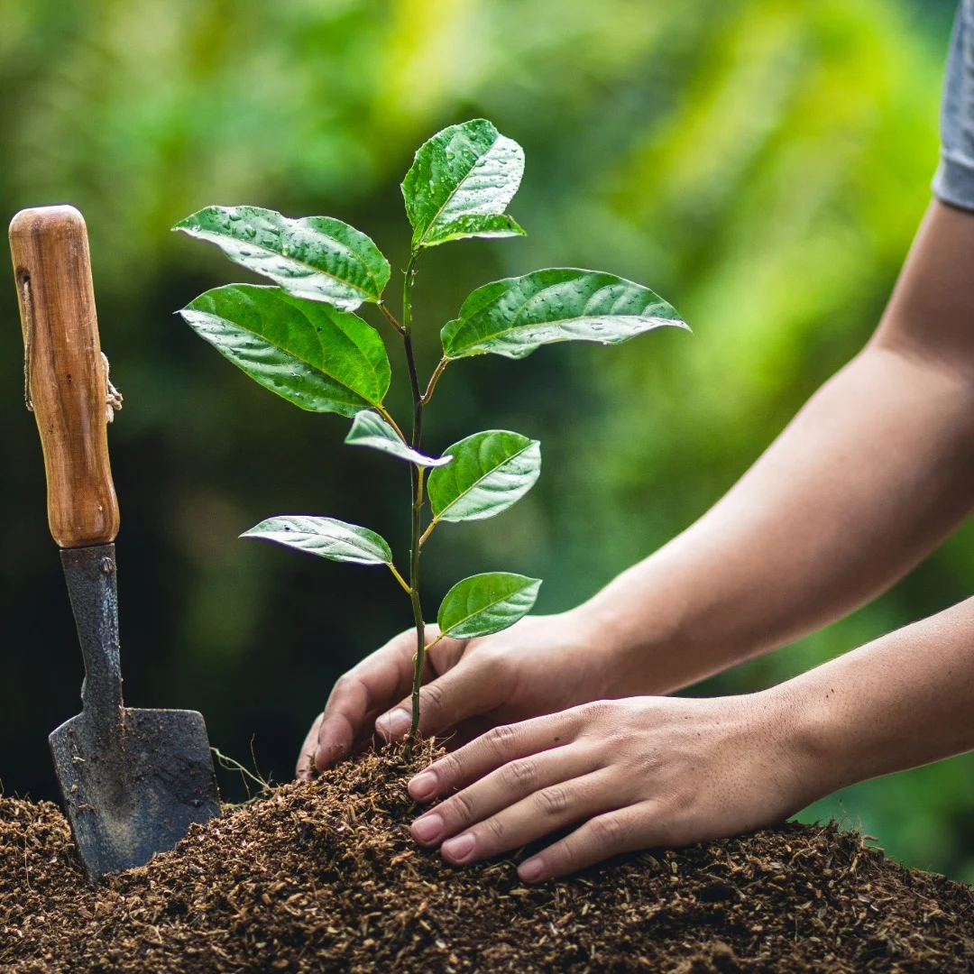 Tree Planting