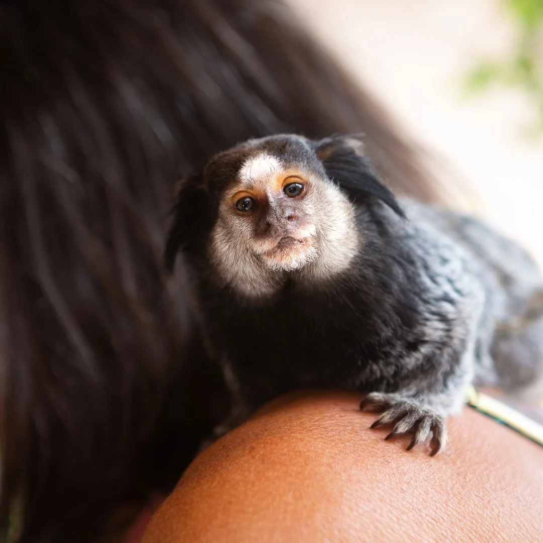 Stone Primate Licence