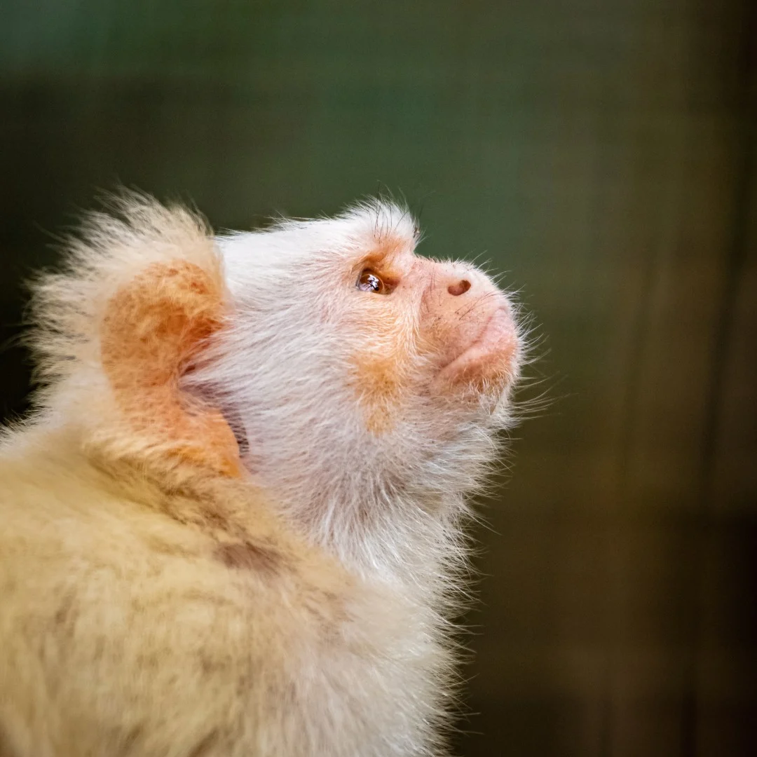 marmoset
