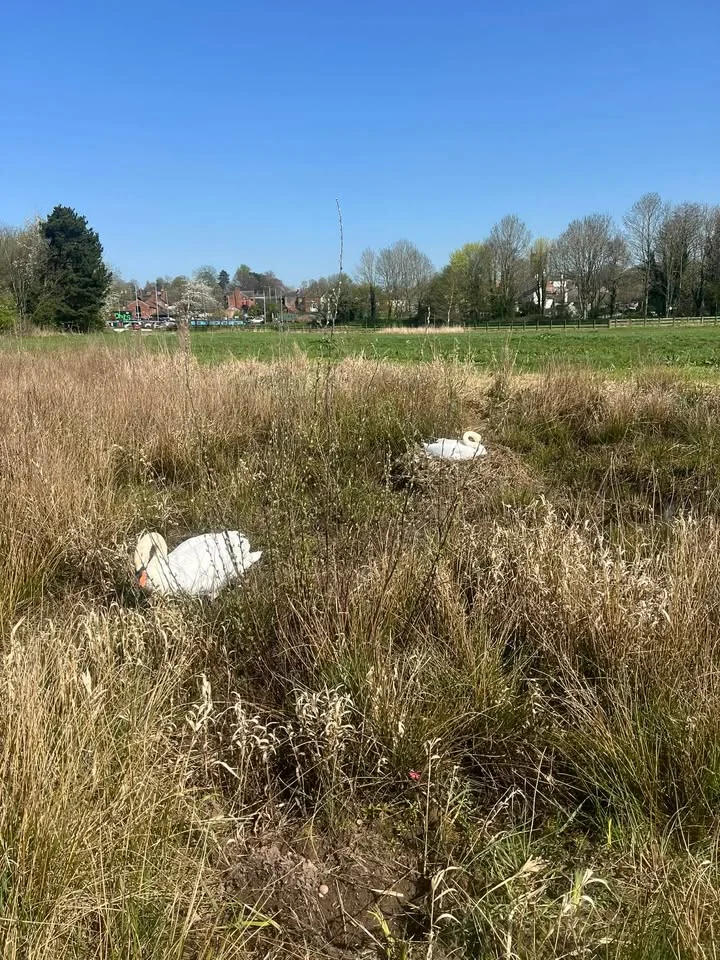 Two swans are seen nesting in rough grassland at Crown Meadow, with open meadow behind.