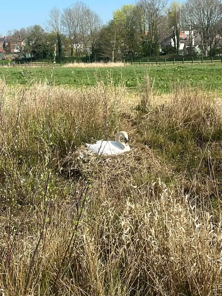 A swan sits on a nest in long grass at Crown Meadow in Stone.