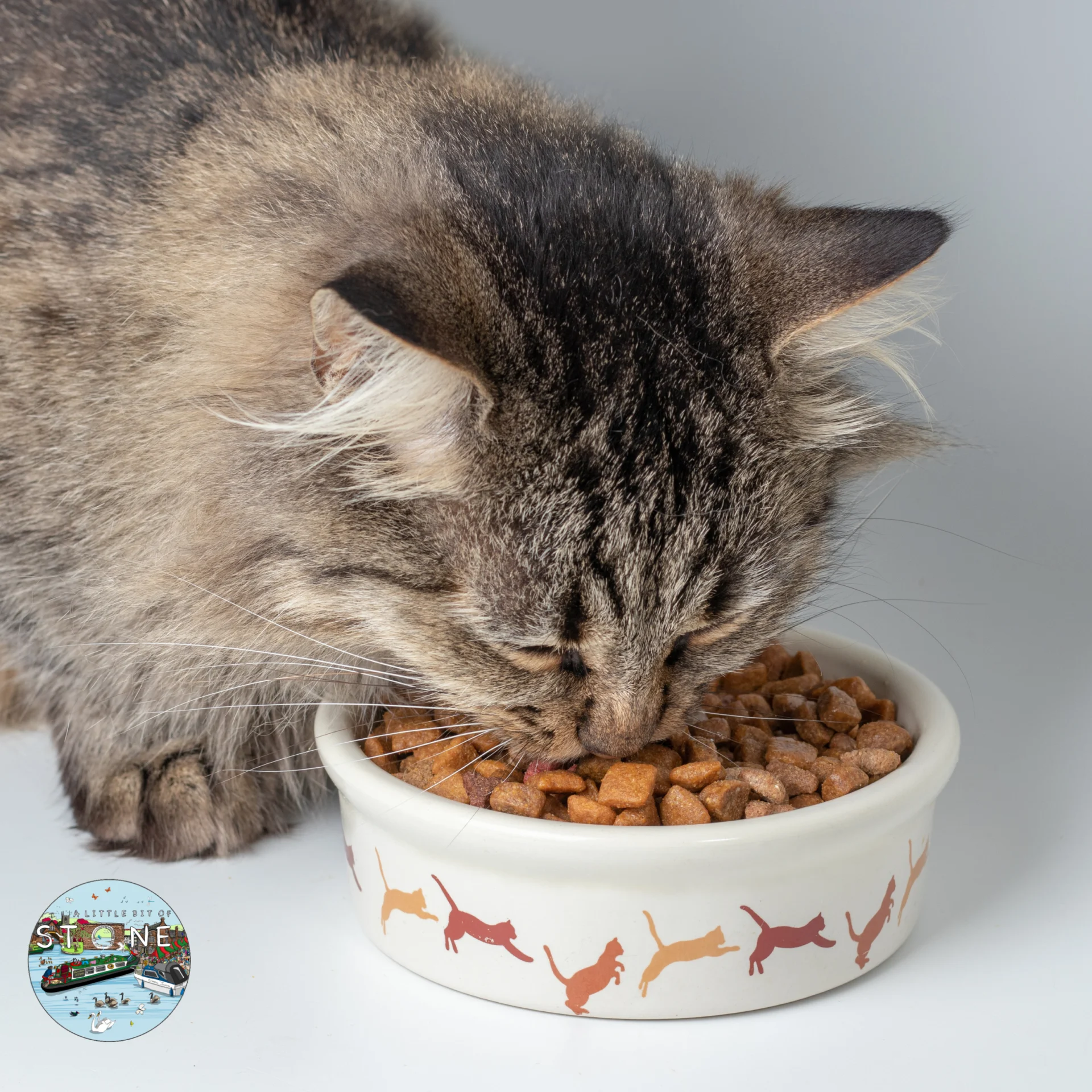Cat eating dry cat food from a bowl