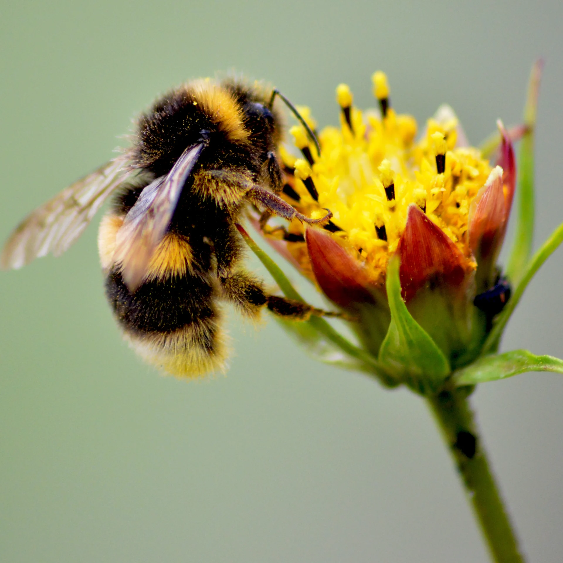 Bees and nectar